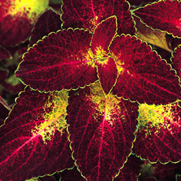 Колеус — Coleus