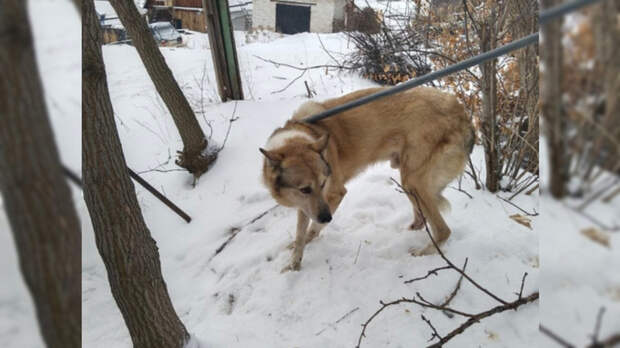 Спасенная собака / Фото: 