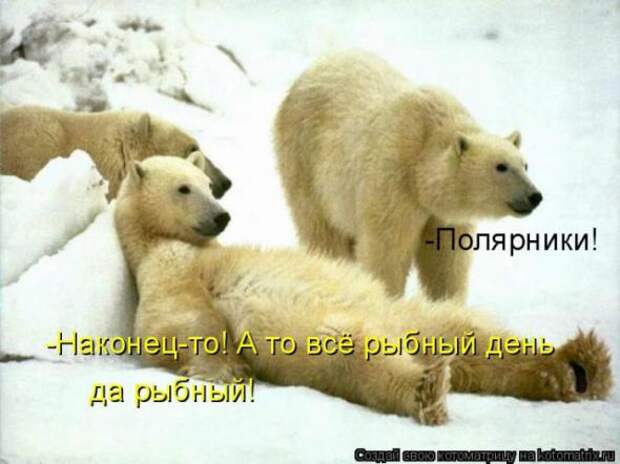 Котоматрицы (картинки с надписями)