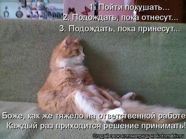 Лучшие котоматрицы недели (50 фото)