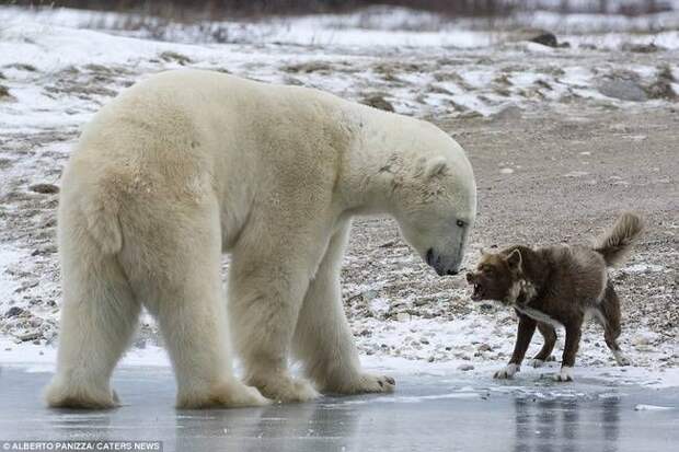 собака против белого медведя, сторожевой пес против белого медведя, собака дала медведю отпор, Альберт Паницца, Albert Panizza