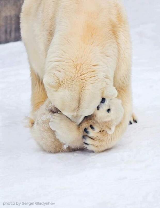 Медведица заботится о своём маленьком медвежонке.