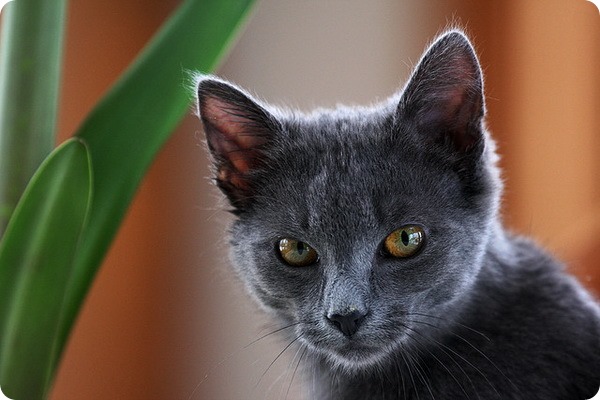 Кого выбрать: кота или кошку?