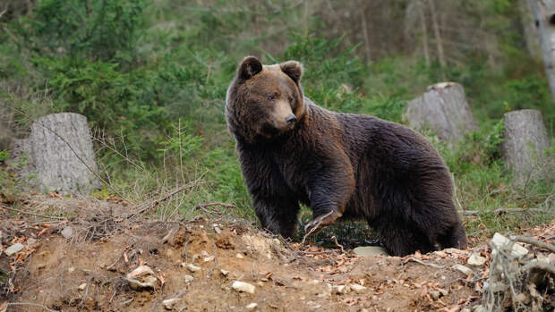 В Тюменской области медведи разграбили пасеку возле частного дома