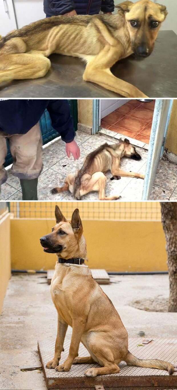 Измученная голодом собака, которая не могла даже стоять, через 7 недель лечения изменилась до неузнаваемости! Счастливый конец, собаки, спасение
