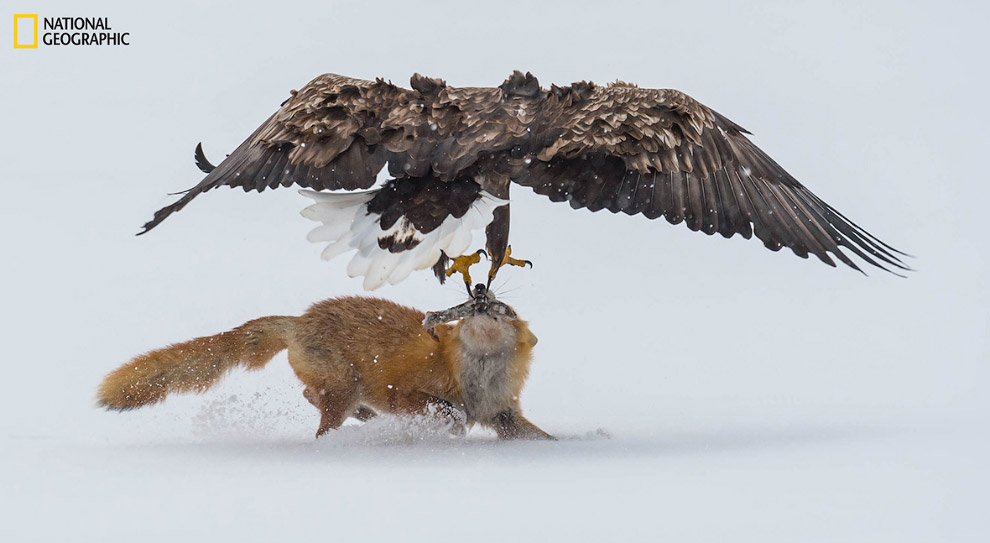 National Geographic: лучший природный фотограф 2016
