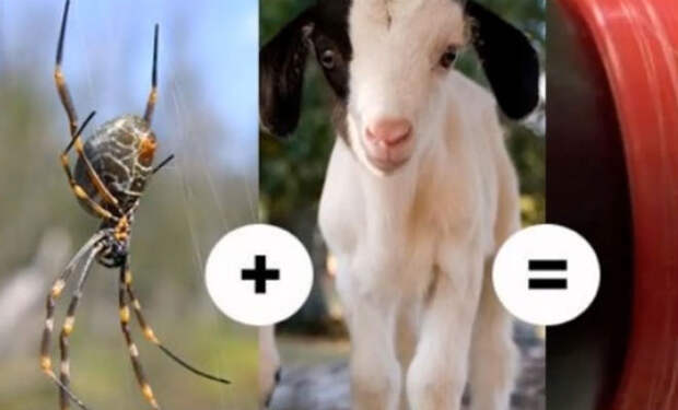 Ученые скрестили козу и паука