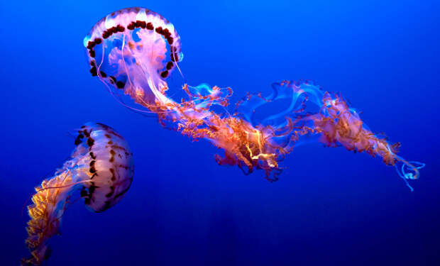Ученые разгадали механизм бессмертия медузы Turritopsis dohrnii: единственного существа живущего вечно