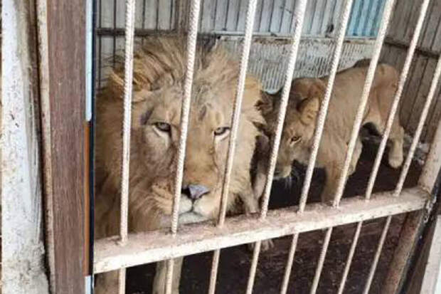 Прокуратура изъяла у москвича африканских львов, медведей и леопарда