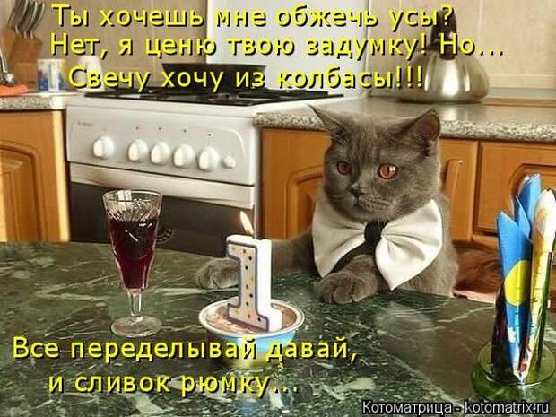 Лучшие котоматрицы недели (50 фото)