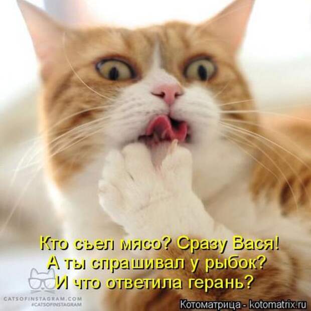 Котоматрицы (картинки с надписями)