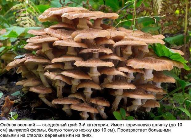 Мини-гид: 10 съедобных грибов