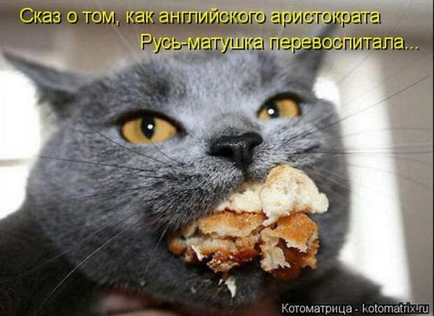 Котоматрицы (картинки с надписями)