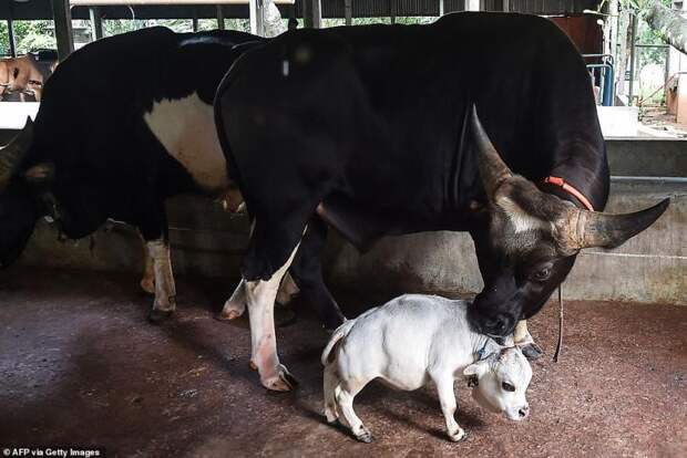 Чудо природы по имени Рани: самая маленькая коровка в мире