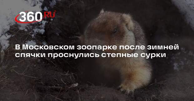 В Московском зоопарке после зимней спячки проснулись степные сурки