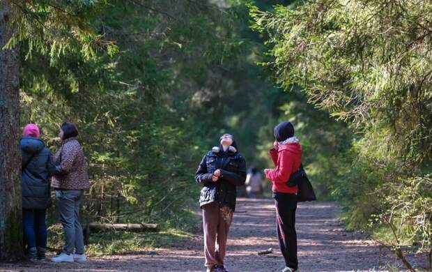 В Петербурге в 2026 году высадят около 10 тыс. деревьев