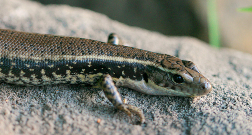 An experiment found evidence of social learning among eastern water skinks, a long-lived species from Australia.