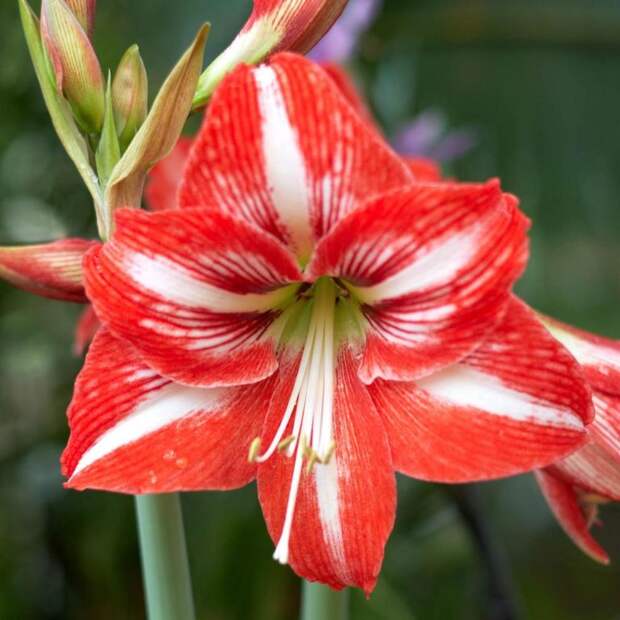 Комнатный цветок Hippeastrum: уход в домашних условиях