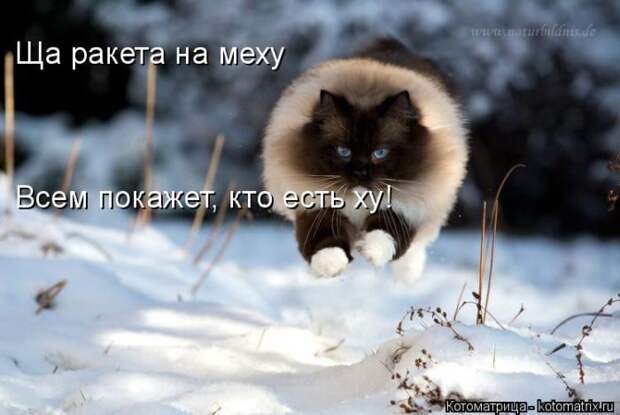 Лучшие котоматрицы недели