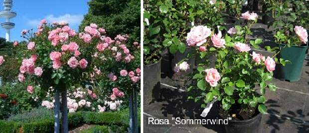 Посадка розы Sommerwind