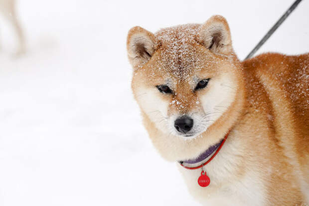 Ветврач Онуфриенко: реагенты могут стать причиной серьезного отравления питомца