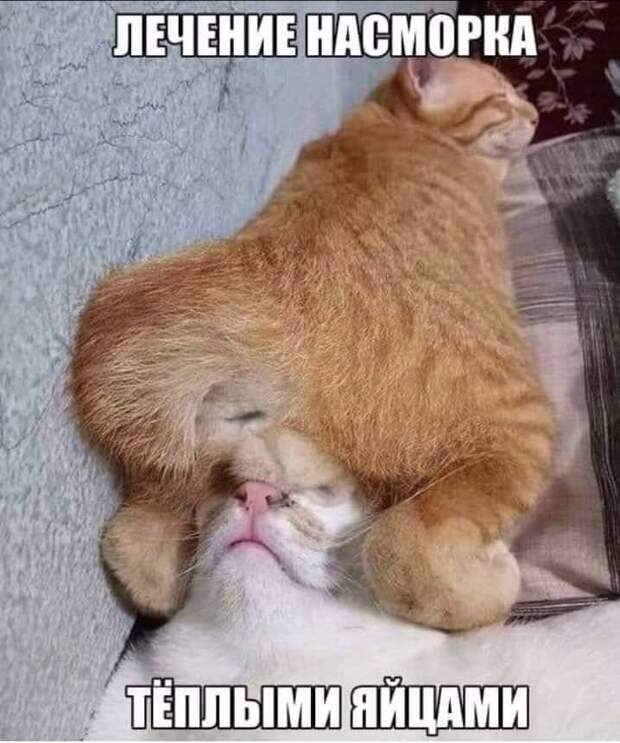 Мемы