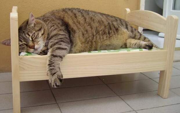 Котодизайн