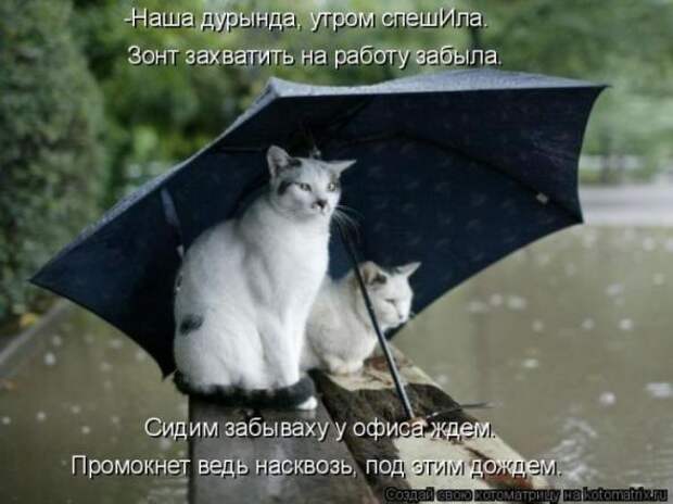 Котоматрицы (картинки с надписями)