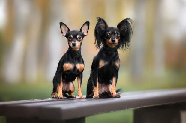 Москвичей призвали обработать питомцев от клещей