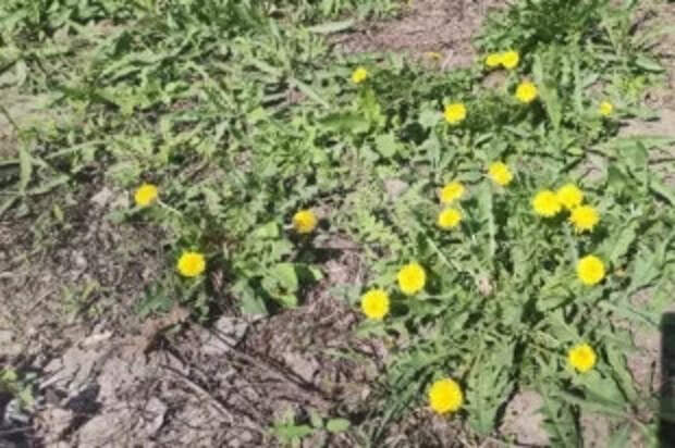 Растут под ногами. Что такое дикоросы и какие блюда из них приготовить