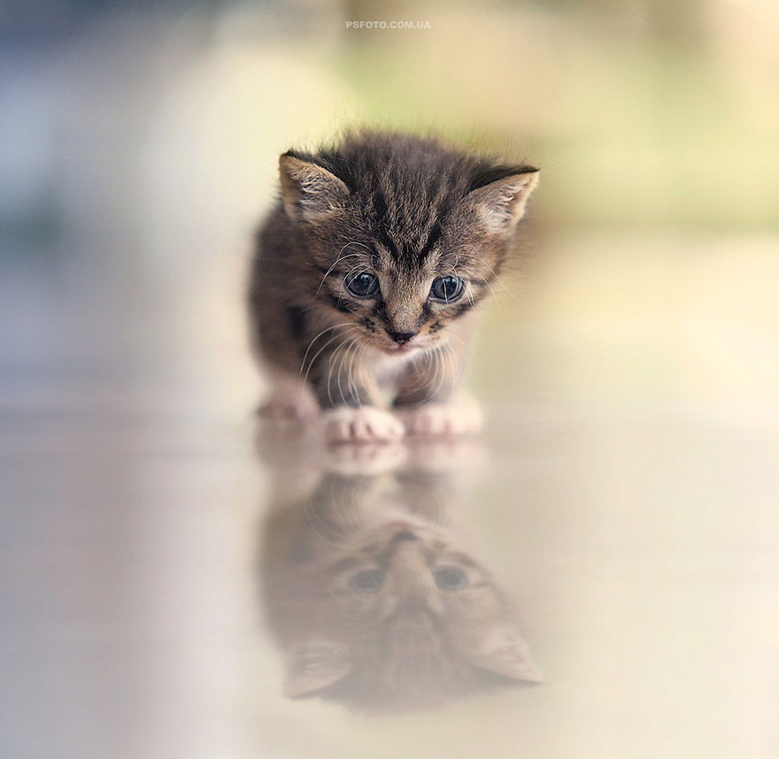 animal-portraits-sergey-polyushko-22-582b05fb37b21__880