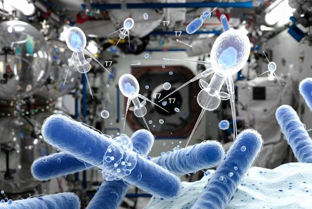 Прошедший на МКС эксперимент показал непредсказуемое поведение вирусов