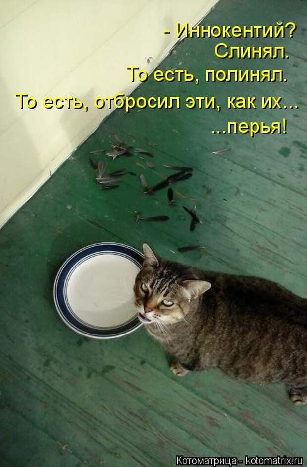Новая котоматрица недели (39 фото)