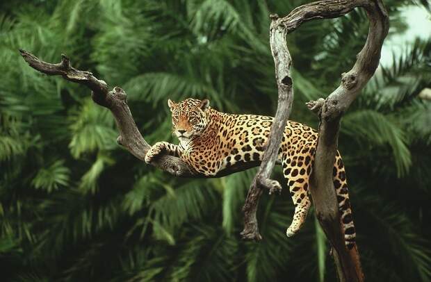 Amazonas07 Большое фотопутешествие по лесам Амазонки