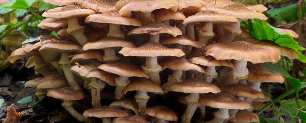 Топ-10 грибов. Короли леса