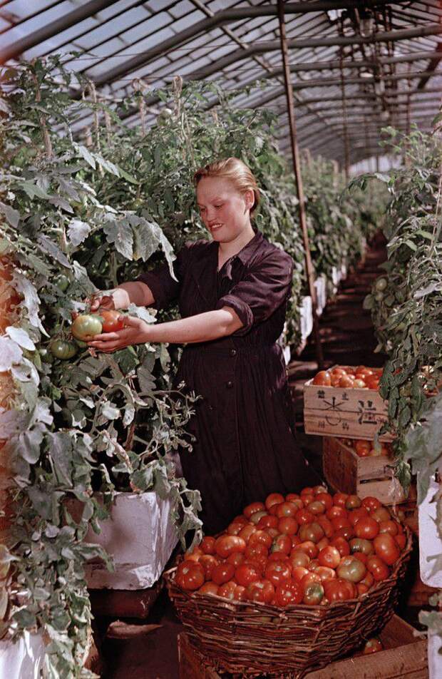 1950-е в цветных фотографиях 50-е года, фото, CCCP