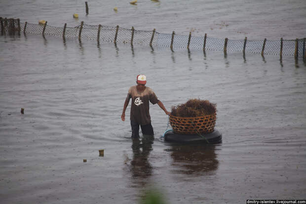 Нуса Пенида (Nusa Penida) Нуса Пенида (Nusa Penida)