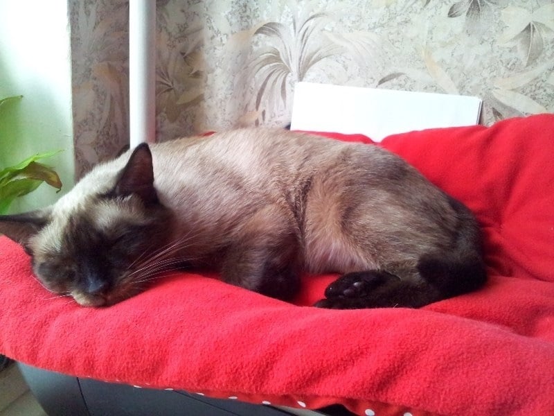 кошка спит