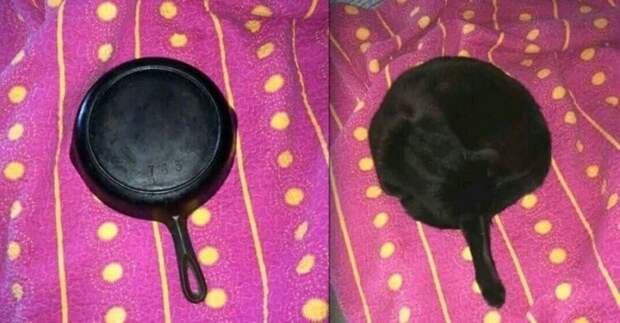 Коты повели себя очень странно, но смешно