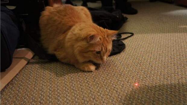 Как играть с лазером с котом