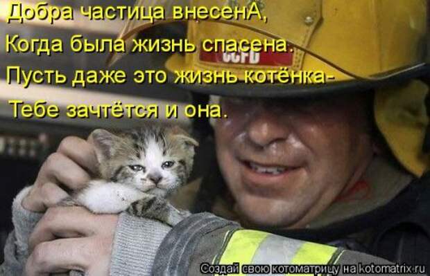 Новая котоматрица (37 шт)
