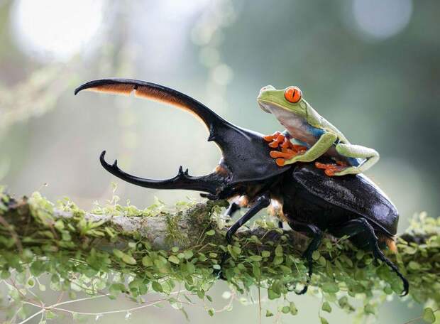 SonyPhotoAwards02 Лучшие фотографии конкурса Sony World Photo Awards 2014