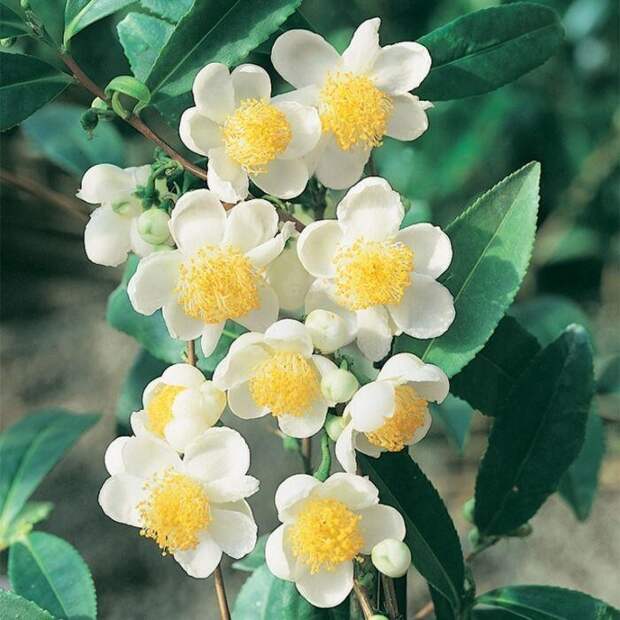 Это Camellia sinensis из которой делают новомодный зеленый японский чай матча (маття). Кстати я, как думаю и многие из вас, впервые о нем слышу Это Camellia sinensis из которой делают новомодный зеленый японский чай матча (маття). Кстати я, как думаю и многие из вас, впервые о нем слышу