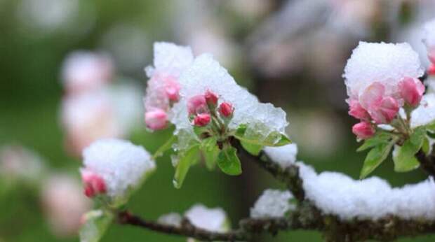 Эксперты-аграрии назвали майские заморозки в Росси угрозой будущему урожаю