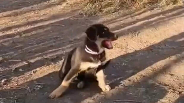 Щенок Титан / Фото: 