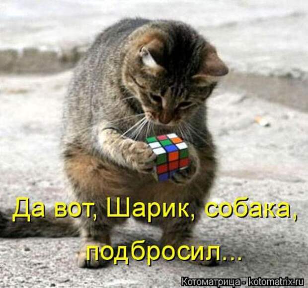 Котоматрицы (картинки с надписями)