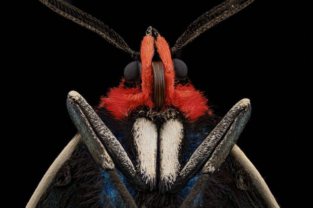Мотылек (Ctenucha brunnea)