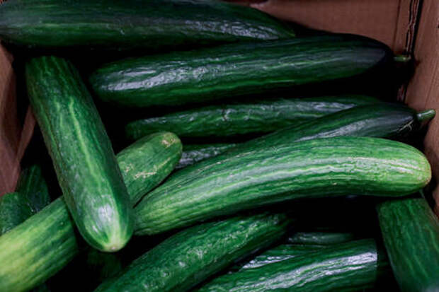 Какие огурцы потенциально вредны для здоровья, почему не стоит их покупать до конца мая