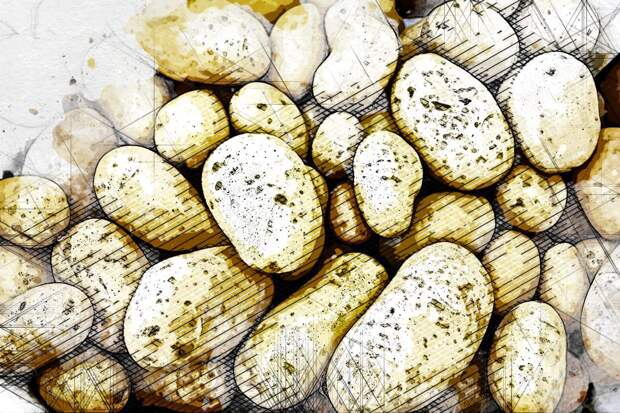 Орловская область не вошла в число регионов с дешёвой картошкой