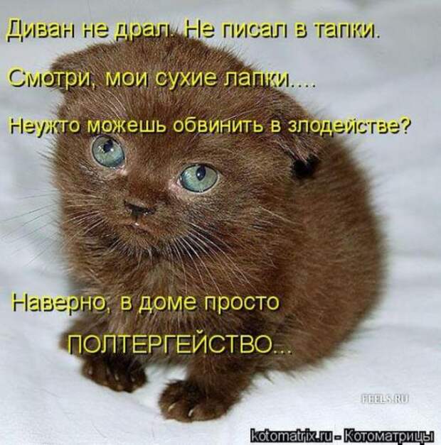 Котоматрицы(картинки с надписями)